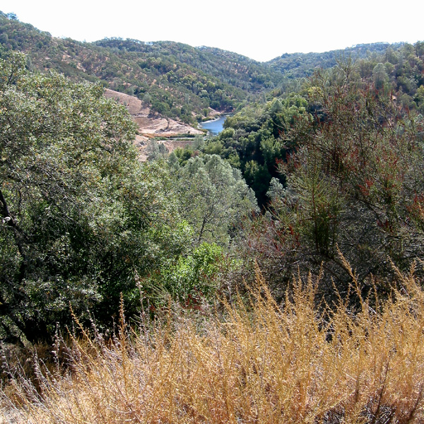 Henry Coe